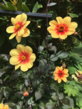 Yellow & Red | 3 inch blooms