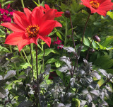 Red |  3 inch blooms