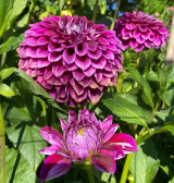 Purple | 6-7 inch blooms