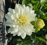 White | 3 inch blooms