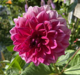 Fuschia | 6-7 inch blooms