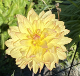 Yellow | 6 inch blooms