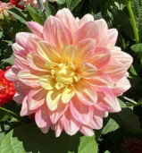 Peach | 6 inch blooms