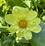 Yellow | 2-3 inch blooms