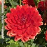 Red | 6-7 inch blooms