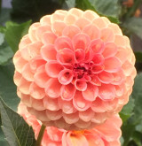 Orange | 3 inch blooms