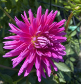 Fuchsia | 3-4 inch blooms