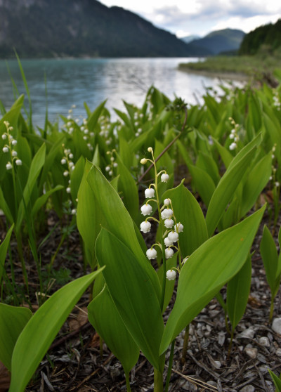 Convallaria majalis