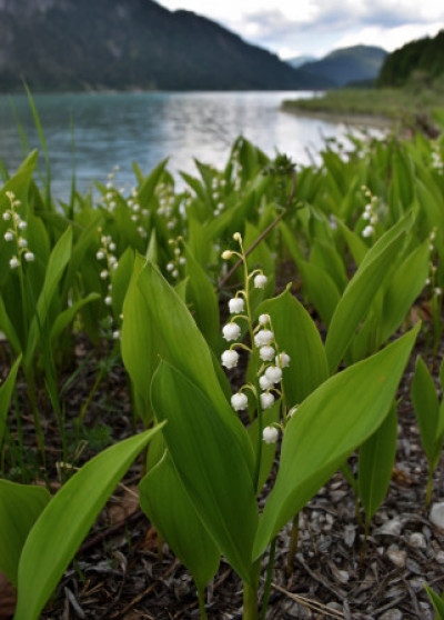 Convallaria majalis
