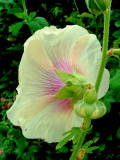 Alcea rosea