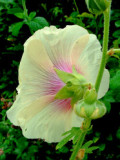 Yellow Alcea