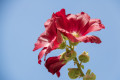 Alcea rosea