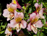 Pink Alstroemeria