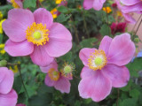 Pink Anemone