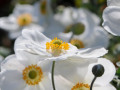 White Anemone