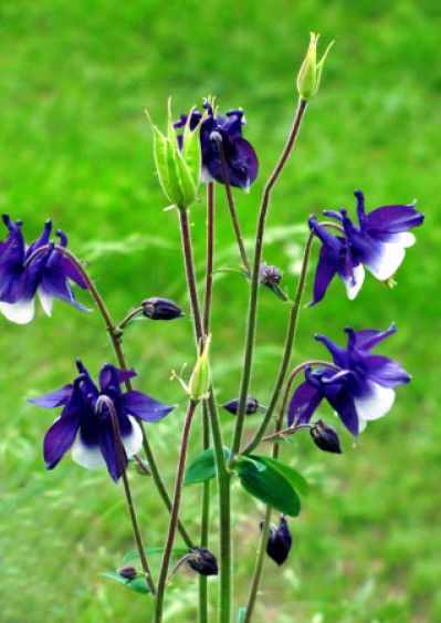 Aquilegia vulgaris