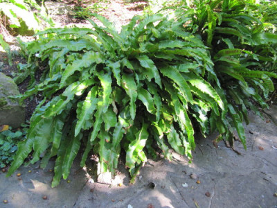 Asplenium scolopendrium