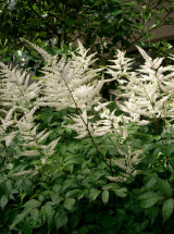 White Astilbe