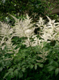 White Astilbe