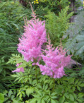 Pink Astilbe