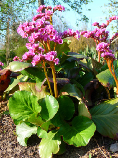 Bergenia crassifolia