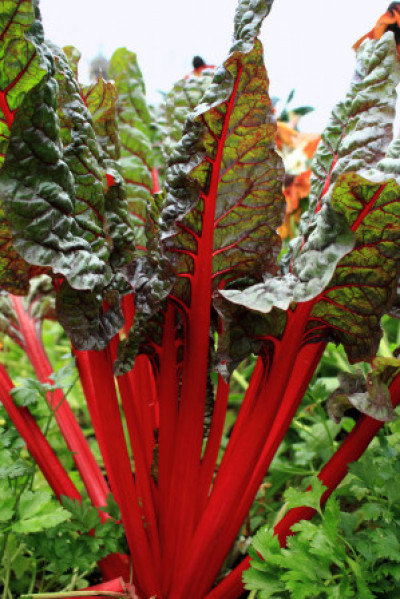 Beta vulgaris