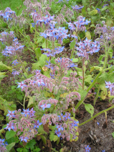 Borago officinalis