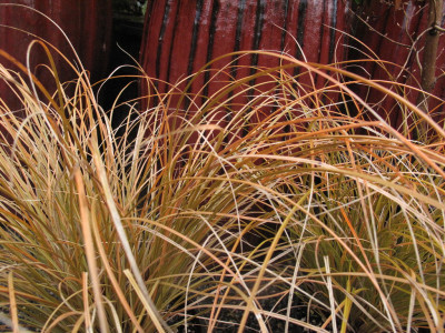 Carex testacea