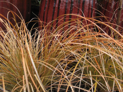 Carex testacea