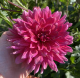 Magenta | 6-7 inch blooms