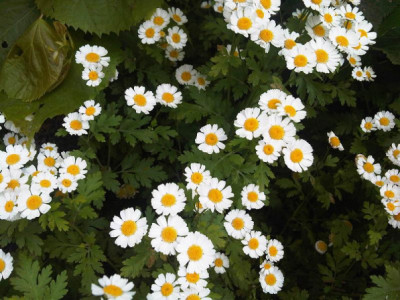 Tanacetum parthenium