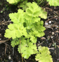 Chartruese-leaved Tanacetum