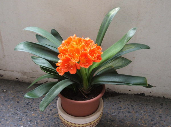 Clivia miniata