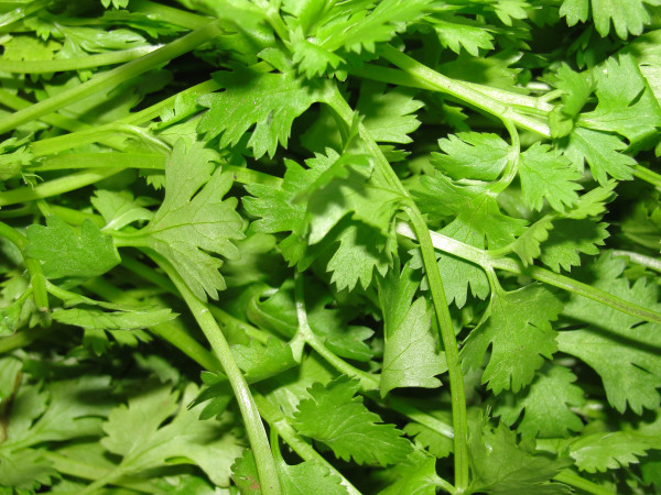 Coriandrum sativum