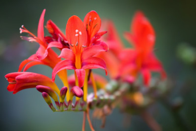 Crocosmia aurea