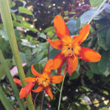 Orange | Red Crocosmia