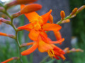 Orange Crocosmia