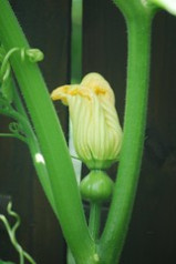 Patty Pan Curcurbita