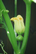 Patty Pan Curcurbita