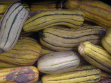 Delicata Curcurbita