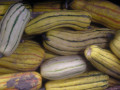 Delicata Curcurbita