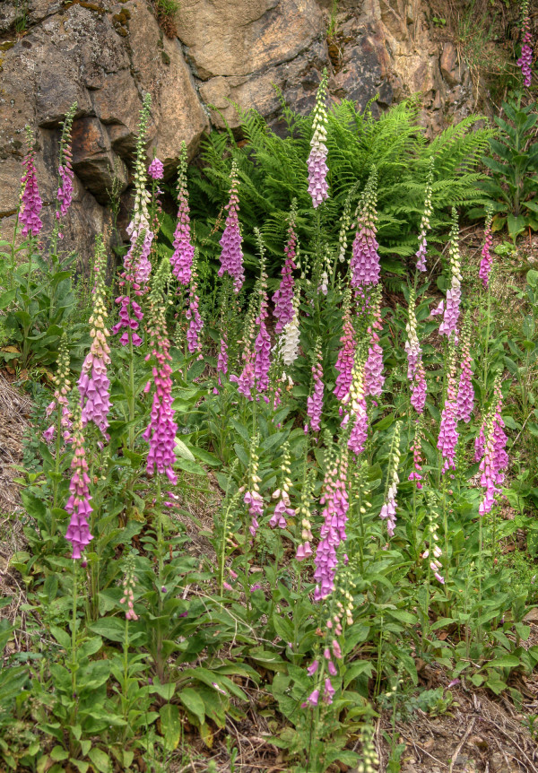 Digitalis purpurea