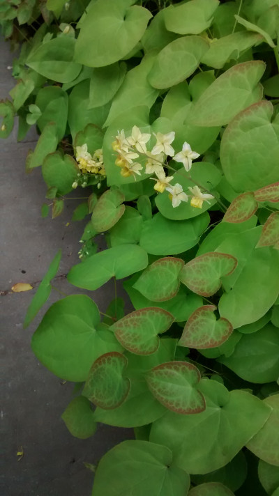Epimedium pinnatum x versicolor