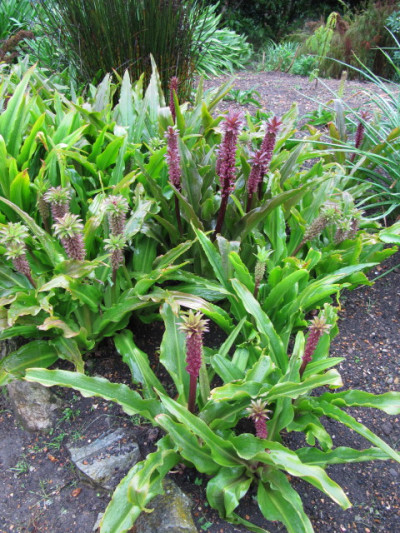 Eucomis comosa