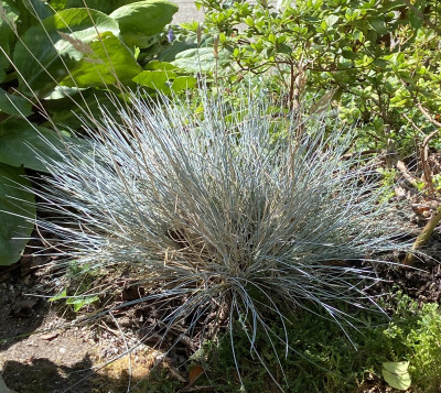 Festuca glauca