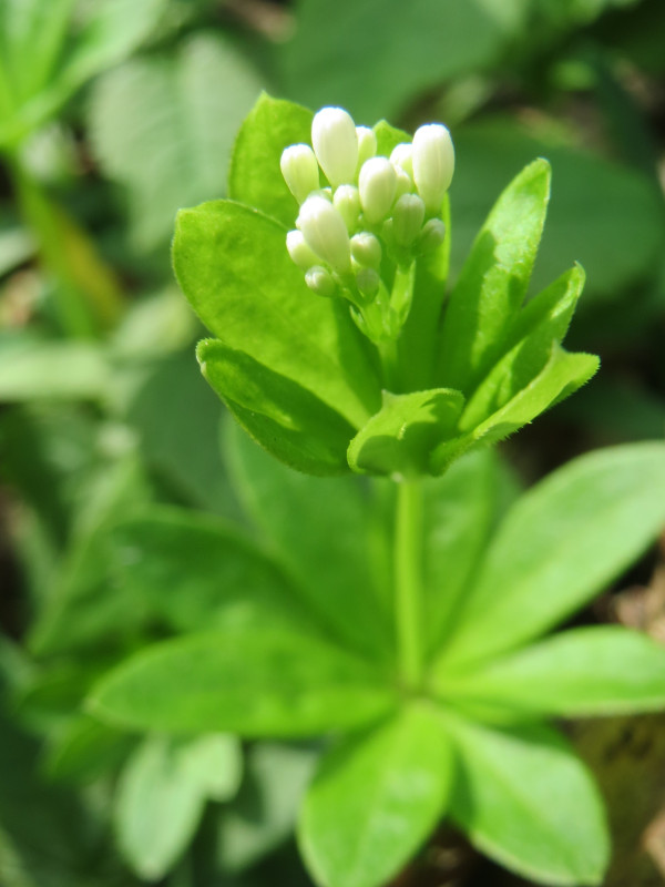 Galium odoratum