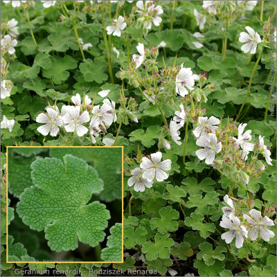 Geranium renardii