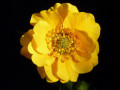 Yellow Geum
