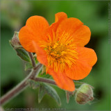 Orange Geum