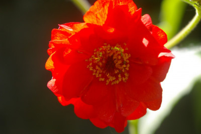 Geum quellyon